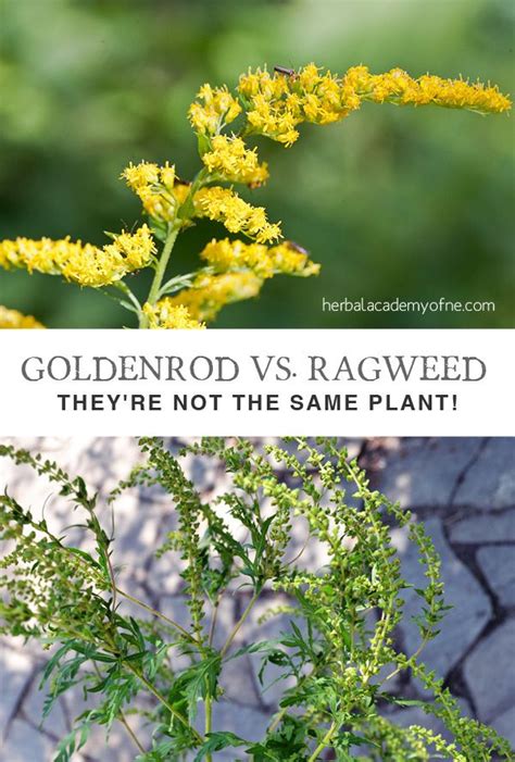 Goldenrod Vs Ragweed Theyre Not The Same Plant Plants Ragweed