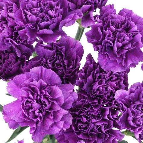 purple carnations flowers deep purple carnation flower purple carnations flowers photography