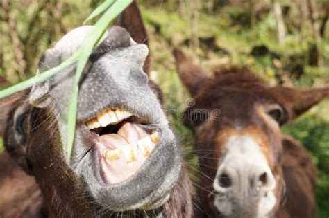 A Donkey Eating Grass In The Field On A Sunny Spring Day Stock Image