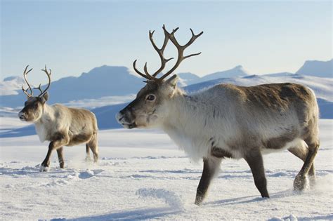 How Many Reindeer Does Santa Have Full List Of Names For Father
