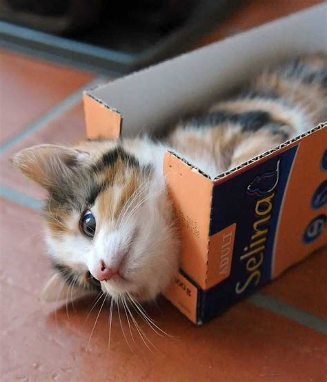 Why Do Cats Love Boxes Tractive Blog