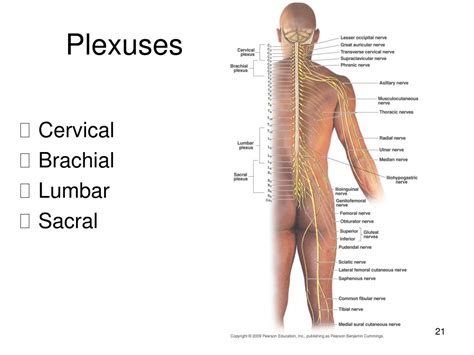 Ppt Spinal Nerves Cervical Plexus Powerpoint Presentation Free