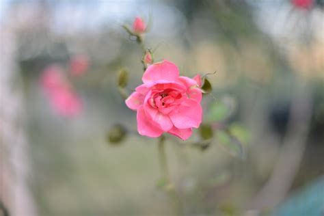 Free Photo Pink Rose Bloom Bspo07 Flower Free Download Jooinn