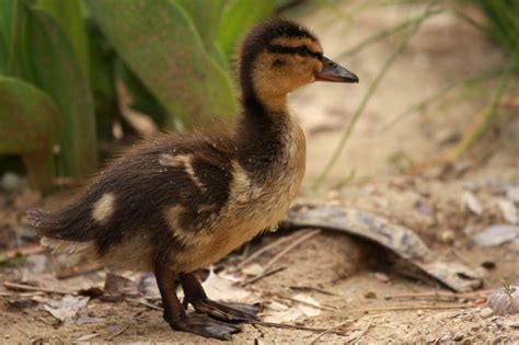 What do you feed mallard ducklings? Susan Ashby Photography: Baby mallard ducks at Robin Run
