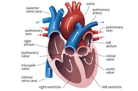The Function Of The Heart Ventricles
