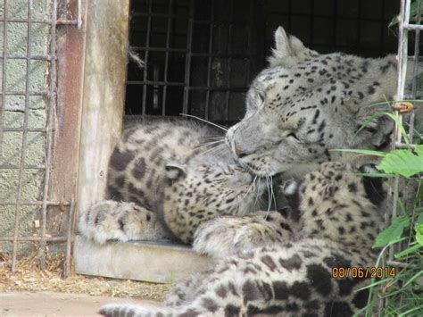 Snow Leopard Twin Cubs Arrive At Welsh Mountain Zoo
