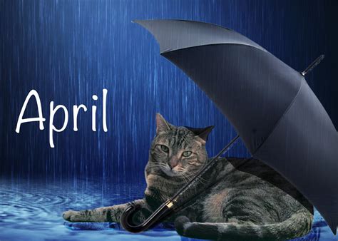 April Cat Calendar Cat Calendar Cats Animals