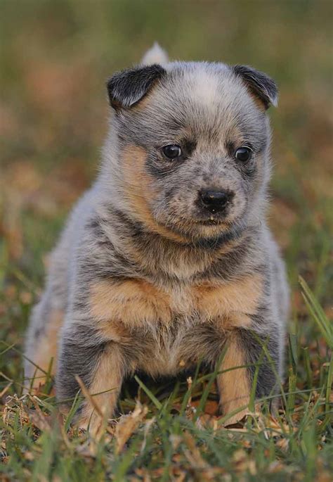 Pictures Of Blue Heelers Beautiful Images Of Australian Cattle Dogs