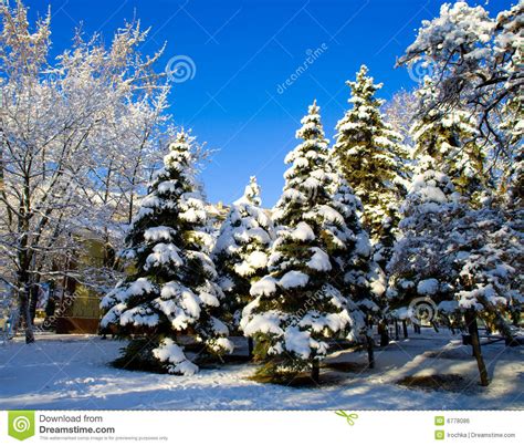 Pine Trees Covered In Snow Stock Photo Image Of Freezing