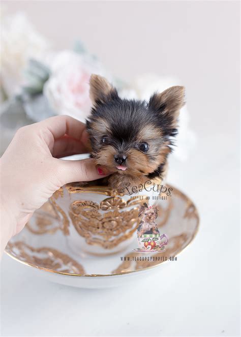 Teacup and small breed puppies for sale in florida at the most luxurious dog boutique in the country. Precious Teacup Yorkshire "Yorkie" Terrier Puppies for ...