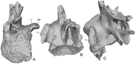 Abdarainurus Barsboldi Pin 56691 Holotype Abdrant Nuru Mongolia