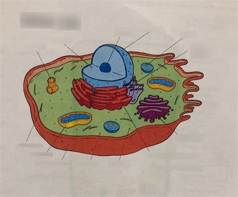 Cells And Organelles Biology With Mrs San Diagram Quizlet