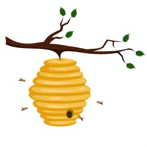 Drawing Of The Bee Hives In Trees Illustrations Royalty Free Vector