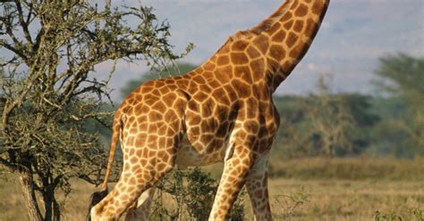 Once there, their calves receive a rough welcome into the world, falling over. Physical & behavior adaptations of a giraffe | eHow UK