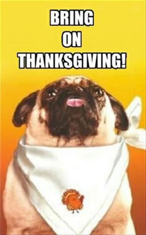 Funny Animal Pictures Of The Day 24 Pics Thanksgivingpictures