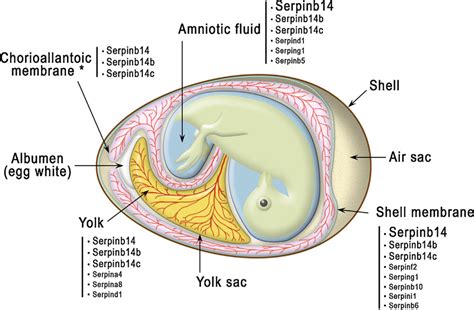 Schematic Representation Of A Fertilized Egg At Day 16 Of Incubation