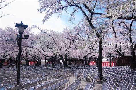Search for text in url. 【東京カメラ散歩桜特集】靖国神社／東京の開花を知らせる ...