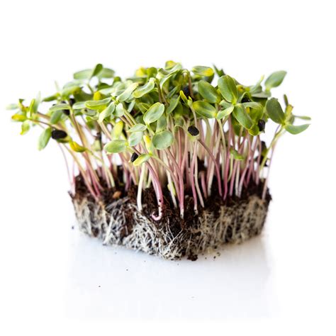 Organic Red Storm Sunflower Microgreens Seeds 4 Oz ~2400 Seeds