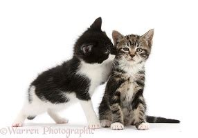 Tabby Kitten With Black And White Kitten Photo Wp