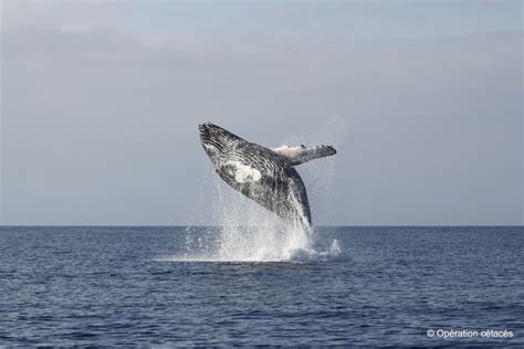 In Photos Tracking Humpback Whales In The South Pacific Ocean Live