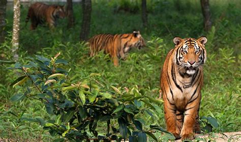 Sundarban Royal Bengal Tiger S Home