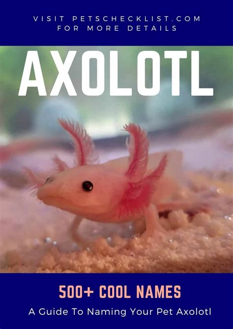 537 Best Axolotl Names Funny Cute Unique Names For Your Pet