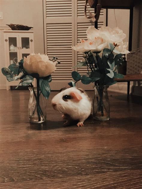 Pin On Aesthetic Guinea Pig Pictures