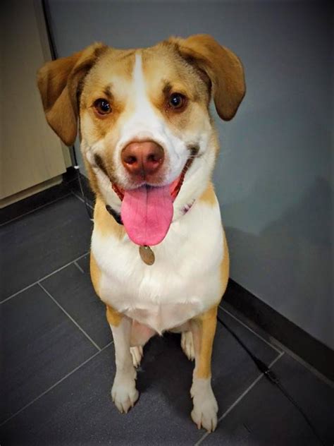 We have a great 7 acre securely fenced property which dogs just love. Dog Daycare, Spa, Boarding North Austin | Dogtopia North ...