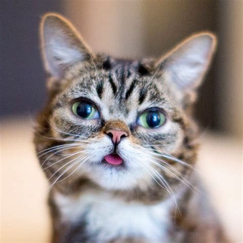 Pin By Doris Fisher On Cat Lil Bub Pets Crazy Cats Cats And Kittens