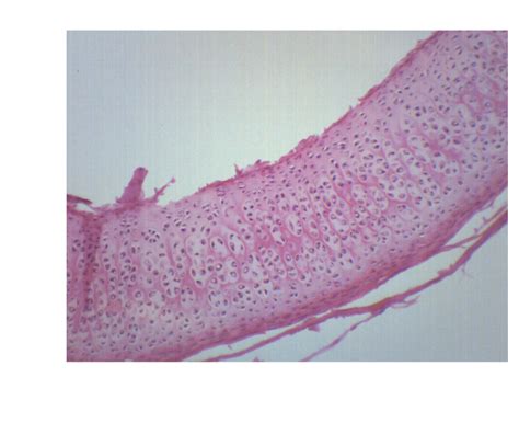 Hyaline Cartilage Prepared Microscope Slide X Mm Each Klm