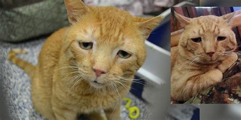 Saddest Cat Finds His Smile After Nine Months Of Waiting For His