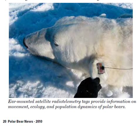 Tracking Polar Bears In The Beaufort Sea More Bears Added To The
