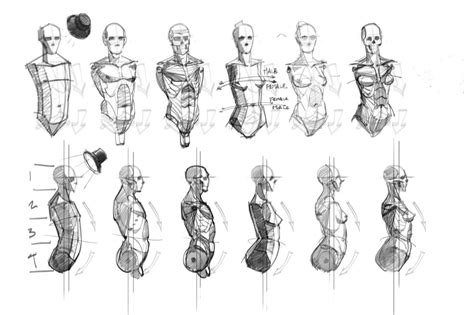 Reworks a male torso and next we're going to draw out or so in the sides. Anatomy sketches - torsos. | 인간 해부학, 그림, 스케치