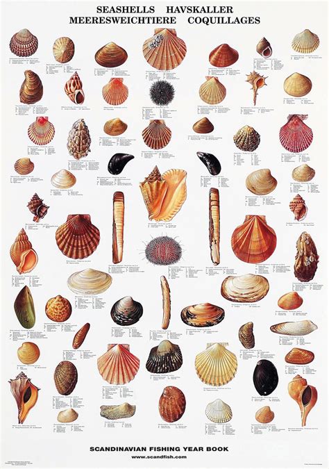 Seashells Pictures And Names