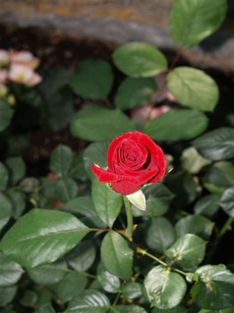 Little Red Rose By Outdoorsgirl On Deviantart