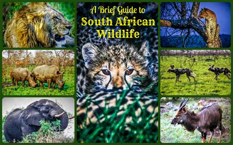Cheetahs belong to the cat family and are found mainly in east, north, and southern africa. A Brief Guide to South African Wildlife