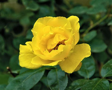 Rambling roses are loved for their spectacular display of midsummer blooms. Yellow Climbing Rose | Flickr - Photo Sharing!