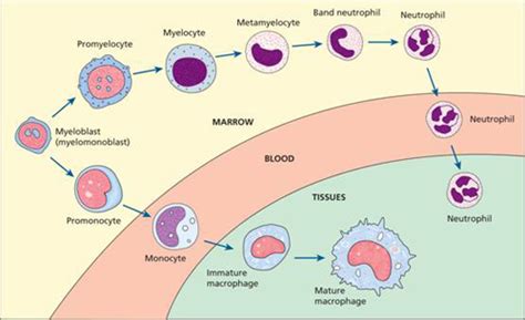8 The White Cells 1 Granulocytes Monocytes And Their Oncohema Key