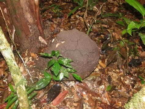 Check spelling or type a new query. Termites of the Amazon rainforest - part 3 - Termite Web