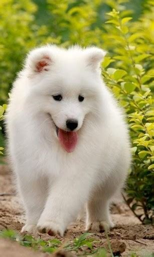 49 3d Puppy Wallpaper Wallpapersafari