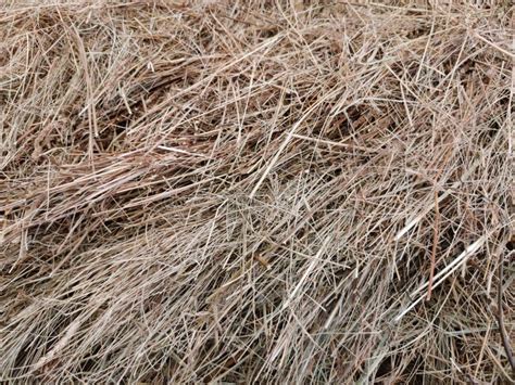 Full Frame Snapshot Of Dry Grass Hay For Agricultural Background Stock