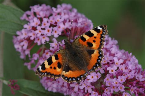 Uk Butterfly Numbers Fall To New Low Centre For Ecology And Hydrology