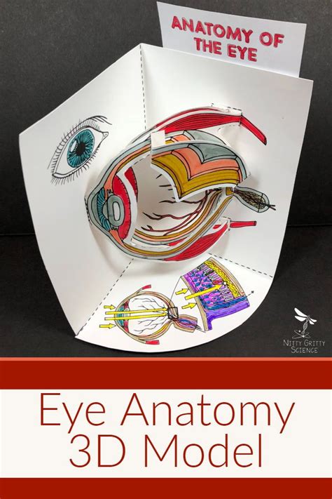 Eye Anatomy Model 3d Eye Anatomy Biology Projects Science Models