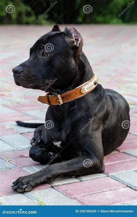Portrait Of Black American Pitbull Terrier Dog Lying Down At Public