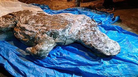 Well Preserved Ice Age Woolly Rhino Found In Siberia Ktla