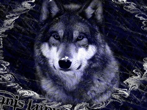 Canis Lupus Predator Wolf Portrait Artwork Hd Wallpaper Peakpx