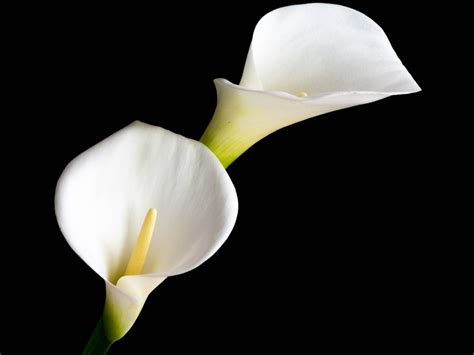 Calla Lily Winter Care Winter Care For Calla Lilies Gardening Know How