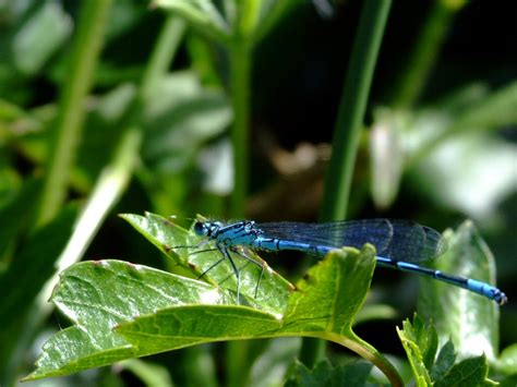 Dragonfly Dragonfly Beautiful Color Wallpaper Species Blue Stage Adult