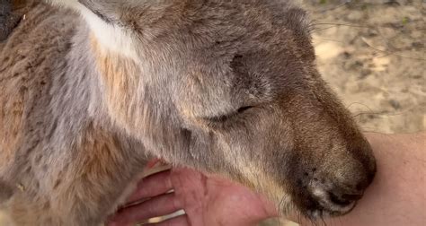 Blind Kangaroo The Urban Rescue Ranch Wiki Fandom