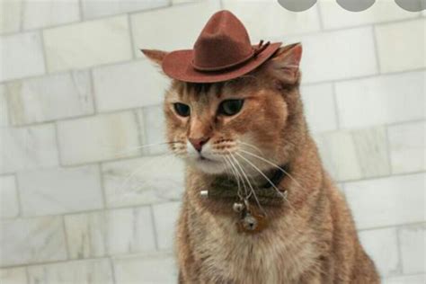 Thought You Guys May Like This Cat In A Cowboy Hat Rcatsinhats
